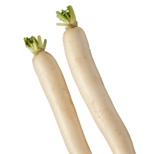 Rettich